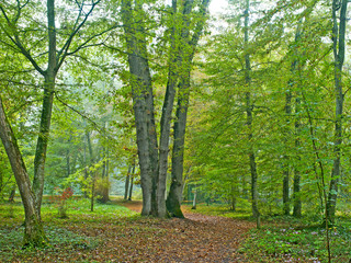 A quiet and peaceful woodland walk through an Arbotetum