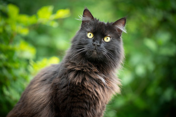 Naklejka na ściany i meble portrait of a fluffy black longhair cat outdoors in nature with green foliage in the background