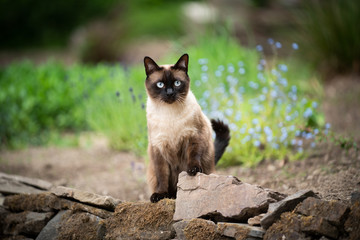 siamese cat outdoors in the garden