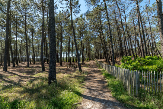 CARCANS (Gironde, France), la for&ecirc;t des Landes de Gascogne
