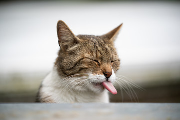funny portrait of a tabby white cat sticking out tongue