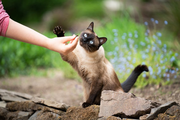 pet owner feeding hungry siamese cat outdoors in the garden
