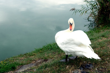 White Swan in a calm state on the shore