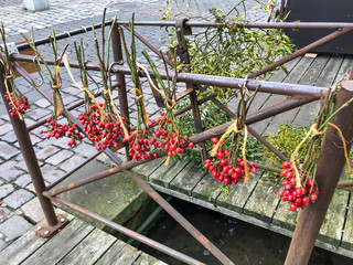 Organic Christmas Mistletoe hanging  on a railing at an outdoor market.  Holiday cheer and kisses