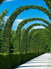 A view of the impressive clipped Hornbeam Arch in Renaissance Garden