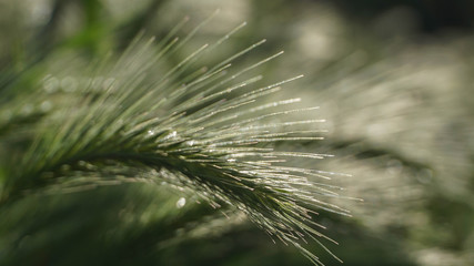 green lush ripening bright spikelet, summer morning