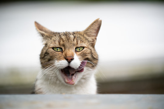 funny portrait of a hungry tabby white cat with ear notch sticking out tongue licking lips