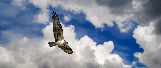 eagle flying against blue sky with clouds space for text.