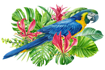 Fototapeta premium composition with beautiful blue parrots and tropical plants, green leaves, jungle design on an isolated white background, watercolor hand drawing