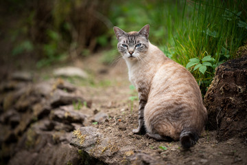 Naklejka na ściany i meble cranky tabby cat with blue eyes outdoors in nature looking back at camera