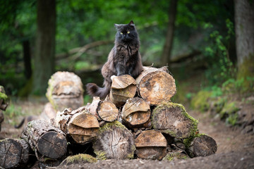 fluffy black longhair cat sitting on top of a pile of tree trunks in the forest