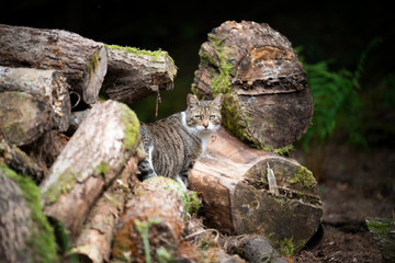 tabby white cat on a pile of tree trunks in the forest looking back at camera