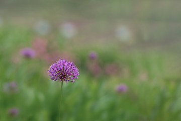 Blüte einer Allium Giganteum