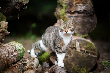 tabby white cat on a pile of tree trunks in the forest looking at camera