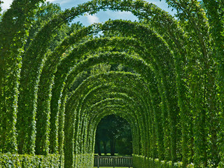 A view of the impressive clipped Hornbeam Arch in Renaissance Garden