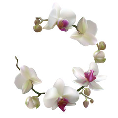 Fototapeta na wymiar Tropical flowers. Orchid. Phalaenopsis. The buds. Petals. White background. Isolated.