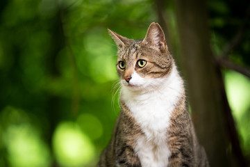 Obraz premium portrait of a tabby white cat with ear notch outdoors in the forest with copy space