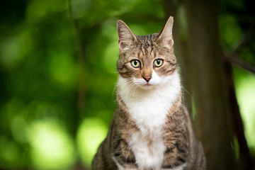 Fototapeta na wymiar portrait of a tabby white cat with ear notch outdoors in the forest with copy space