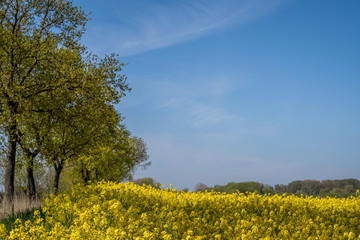 gelb blühender Raps mit Bäumen an der linken Seite und blauem Himmel