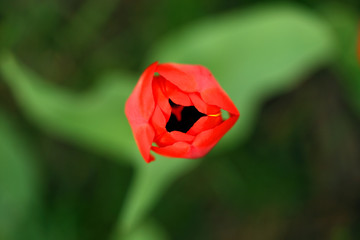 Closeup view of an red tulip opens on a green blurred background. Spring flower in the garden, macro photography