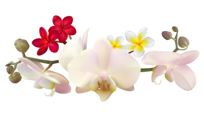 Tropical flower. Orchids. Phalaenopsis. The buds. Petals. White background. Isolated. Pink. Plumeria. Frangipani. Red. Yellow.