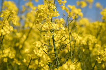 Rapsblüte