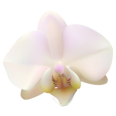 Tropical flower. Orchid. Phalaenopsis. The buds. Petals. White background. Isolated. Pink.