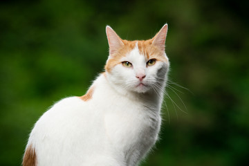 ginger white cat portrait outdoors in nature