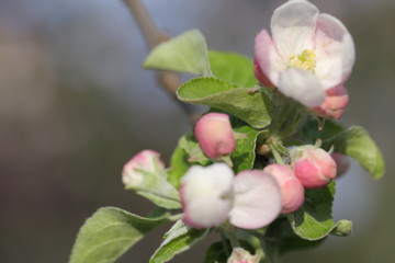 Pink spring apple flowers, buds of and green leaves on tree branch. Spring blooming, macro photography, selective focus