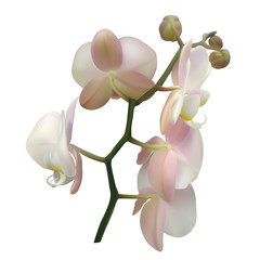 Fototapeta na wymiar Tropical flowers. Orchid. Phalaenopsis. The buds. Petals. White background. Isolated. Pink.
