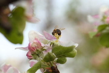 Bee on a apple flower on tree branch. Bee collecting pollen at a pink blossom. Spring blurred background, macro photography