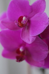 Beautiful delicate purple orchid flowers, close up view. Macro photography, selective focus