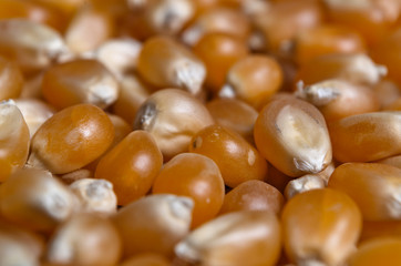 Corn for popcorn close-up. Food and drinks themes