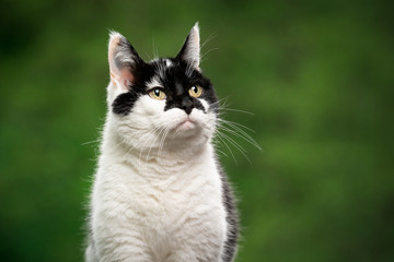 Naklejka na ściany i meble portrait of a black and white cat with beautiful pattern on face outdoors in green nature looking to the upper side with copy space