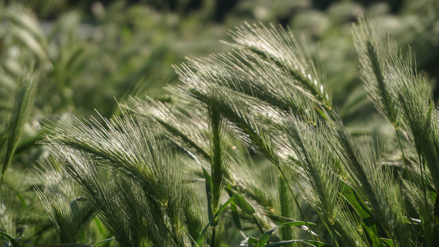 Green Lush Field Of Bright Spikelets, Summer Morning