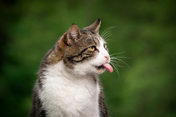 funny portrait of a naughty tabby white cat looking to the side sticking out long tongue outdoors...