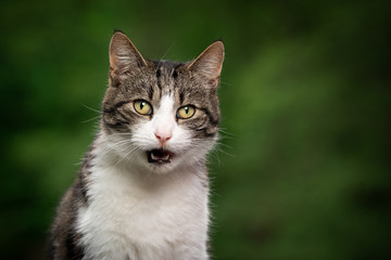 Naklejka na ściany i meble portrait of a beautiful tabby white cat outdoors in green nature looking at camera meowing with open mouth
