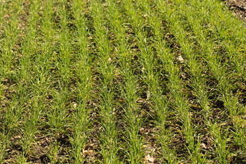 Green young shoots of wheat and barley crops in even rows go away.
