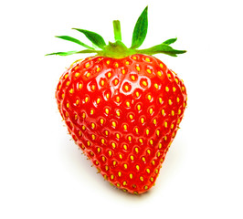 Erntefrische Erdbeeren isoliert auf weissem Hintergrund