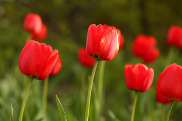Landscape with red tulips field in daylight. Spring flowers, macro photography, selective focus