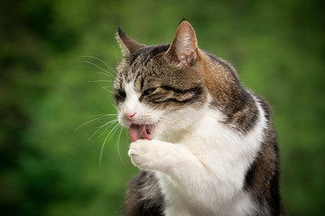 tabby white cat outdoors in green natural environment licking paw cleaning fur
