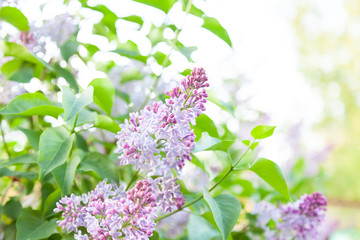 A bush of lilac green with purple flowers close-up with lush buds and partially unblown flowers. A romantic plant in the garden and park with a fragrant smell from childhood.