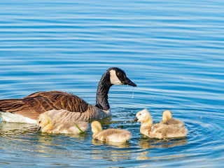 Close up of Canada goose and its child