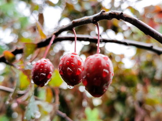 Selective and soft focus, blurred natural background. Close up of three berries on a tree branch in the garden after rain. Kyiv (Kiev), Ukraine, Europe.