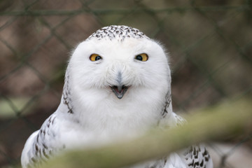 snowy owl portrait