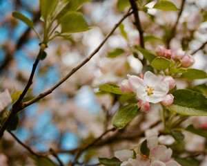 Fototapeta na wymiar Aufblühender Apfelbaum im Frühling, rose Blühten und feine Äste
