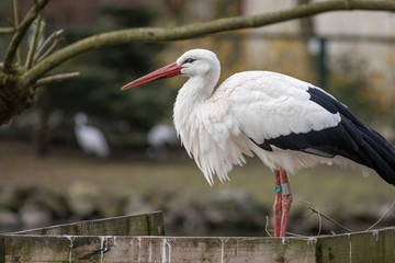 white stork ciconia