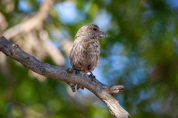 Red Crossbill, (Loxia curvirostra) bird in the natural habitat.