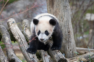 Cute Giant panda cub playing