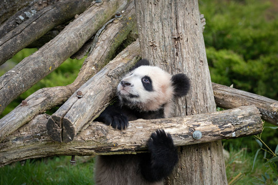 Cute Giant Panda Cub Playing